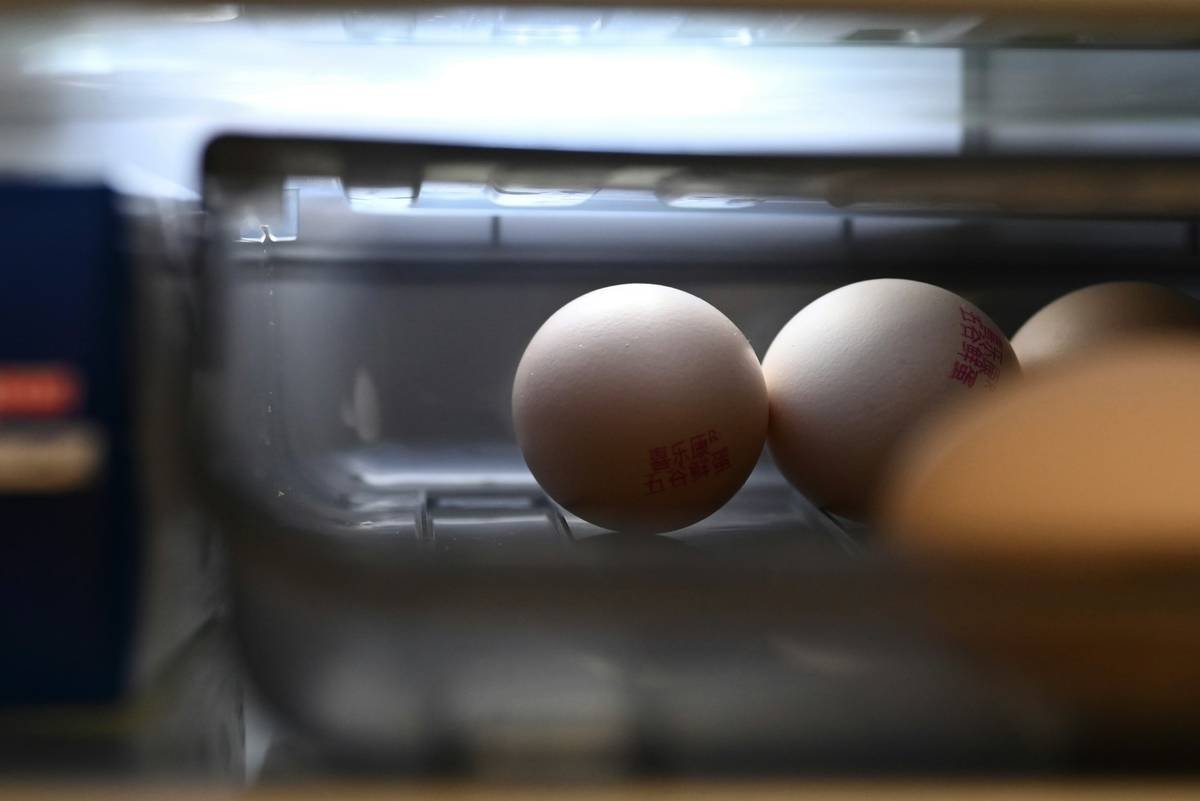 Nine fluffy Rhode Island Red chicks in a brooder box with heat lamp